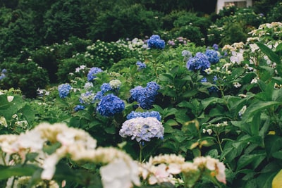 Blue petals of the flowers
